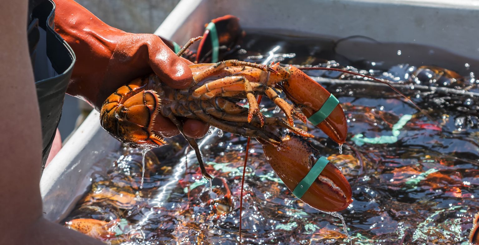 Curbing The Impact Of Crustaceans Fishing And Farming • Eat Blue™